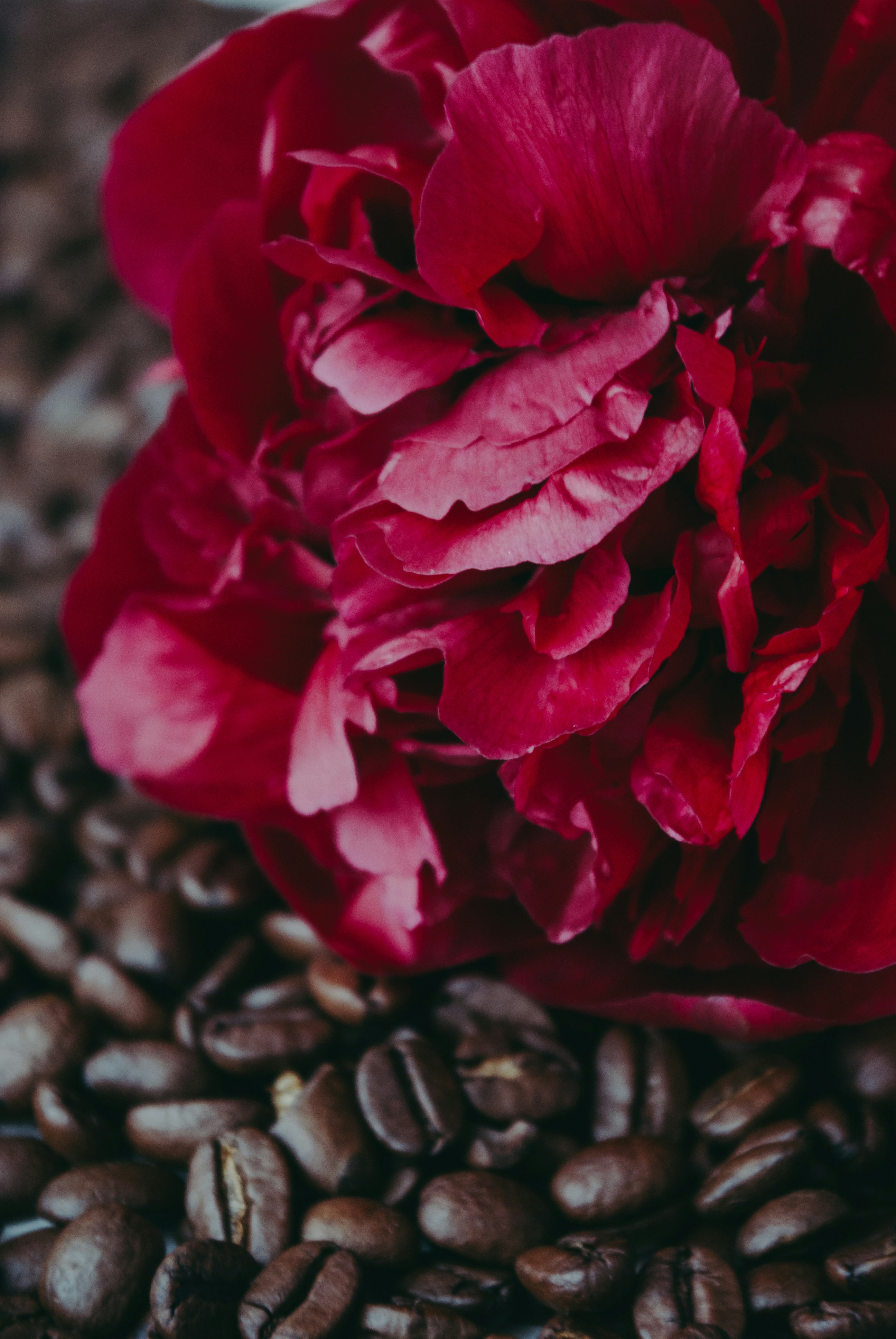 red rose in bloom during daytime